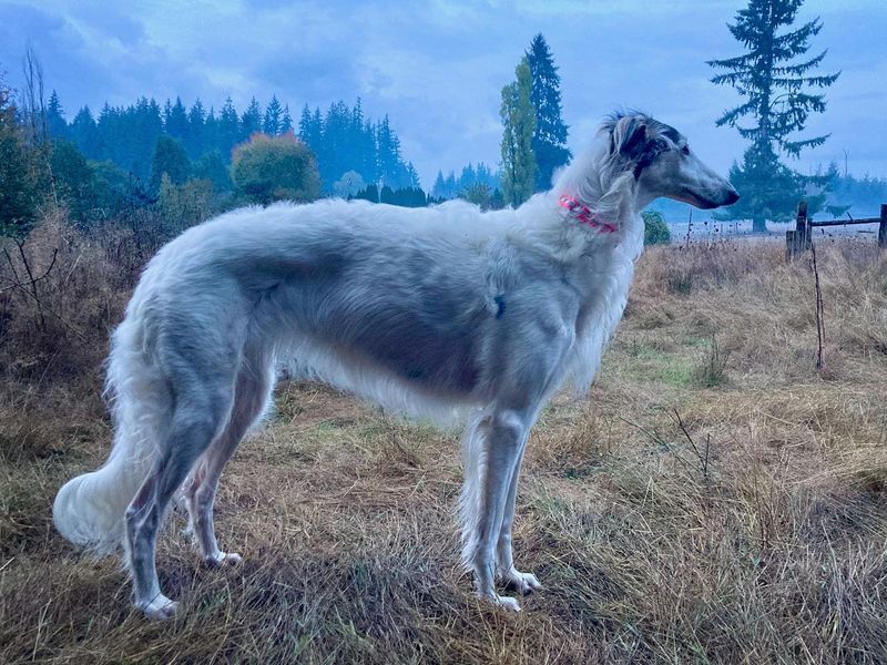 Borzoi
