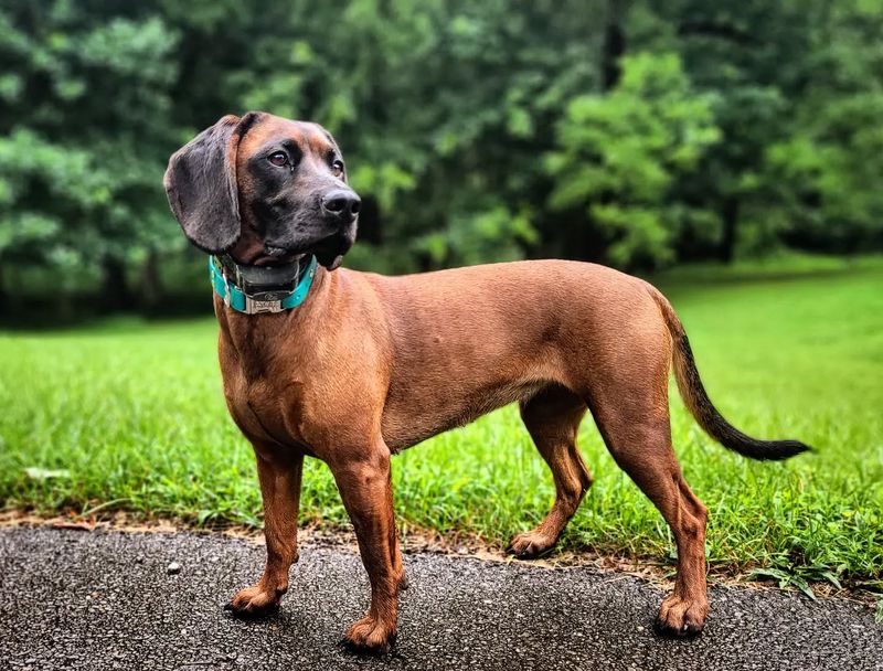 Bavarian Mountain Hound