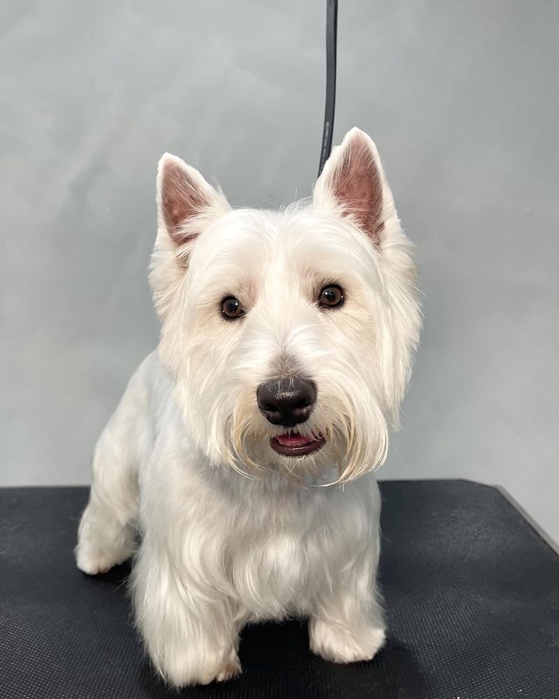 West Highland White Terrier