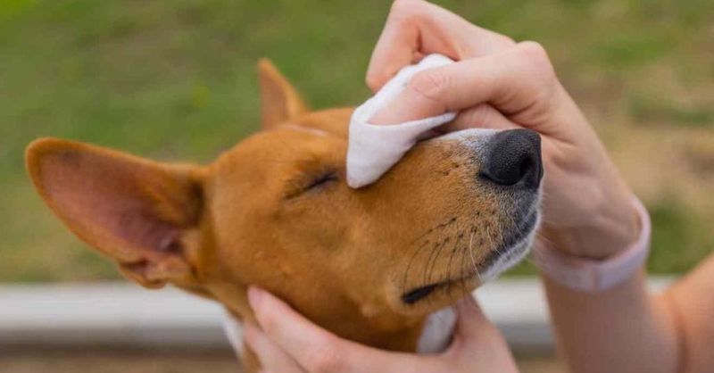 Potential for Allergies