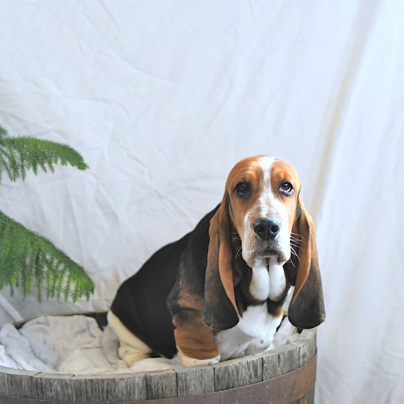 Milo the Basset Hound