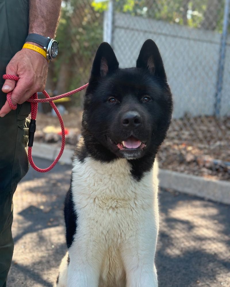 Akita