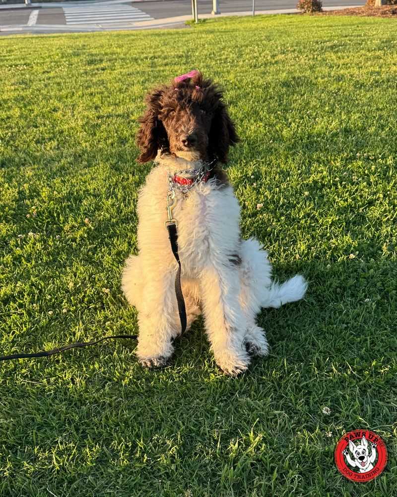 Poodle
