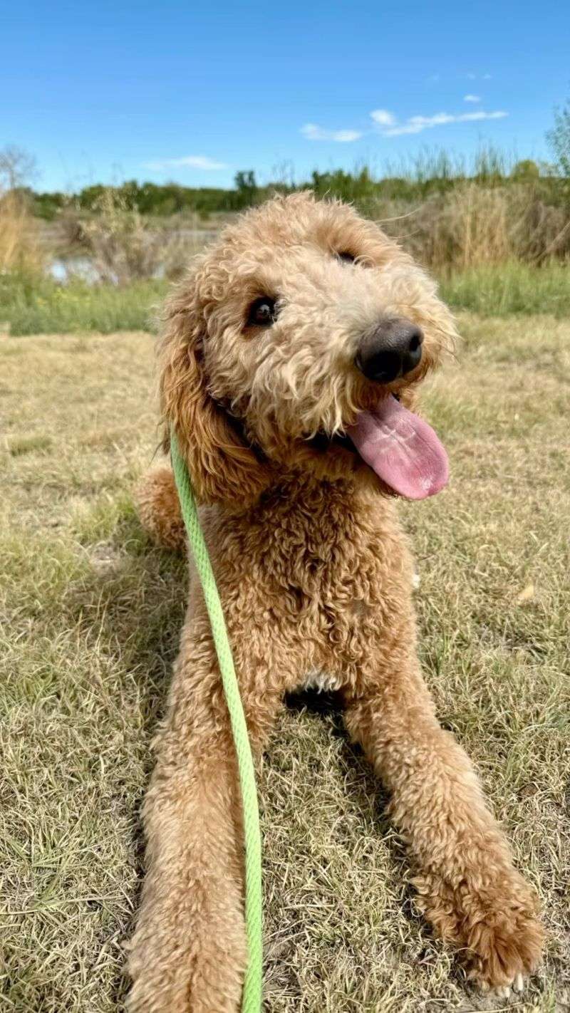 Poodle
