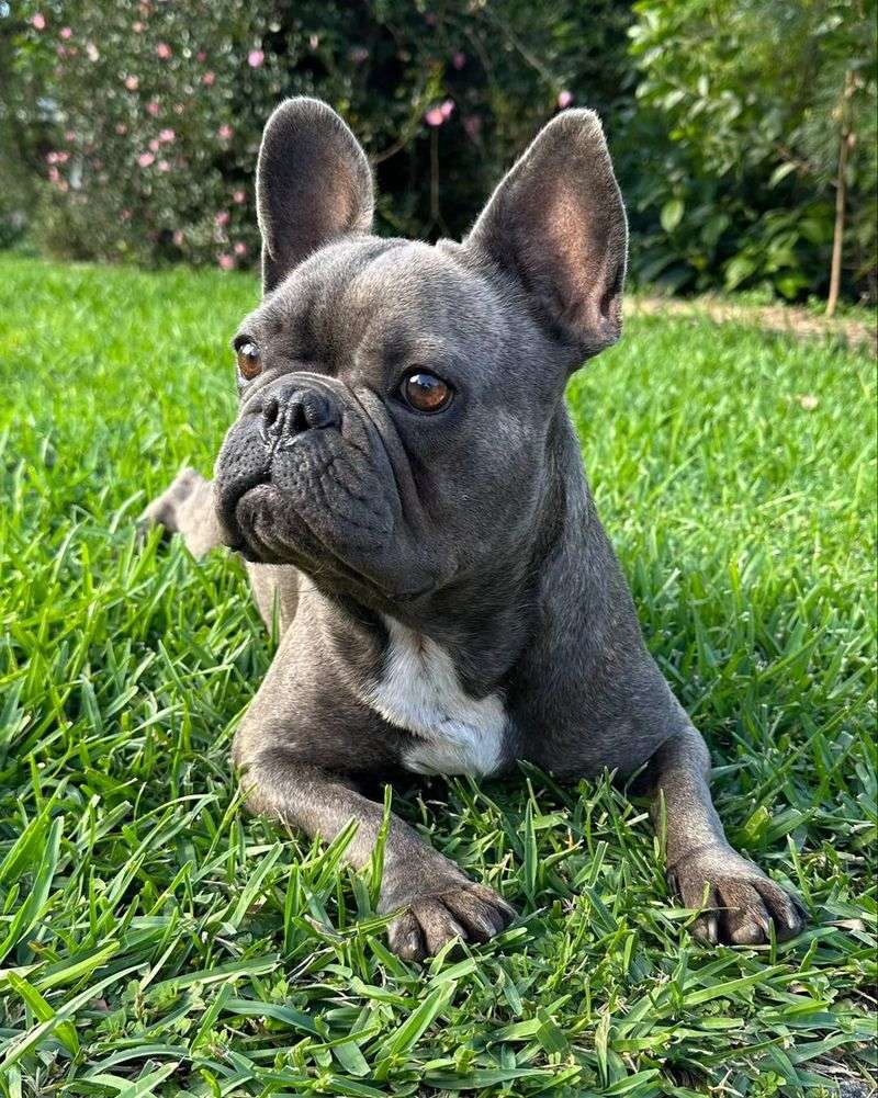 French Bulldog