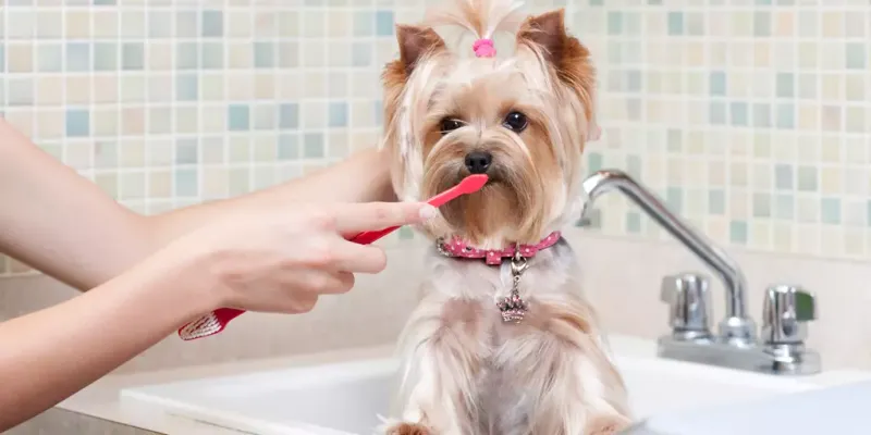 Ignoring Dental Health