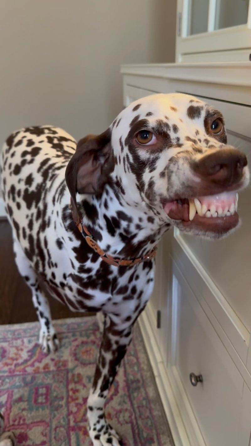 Dalmatian