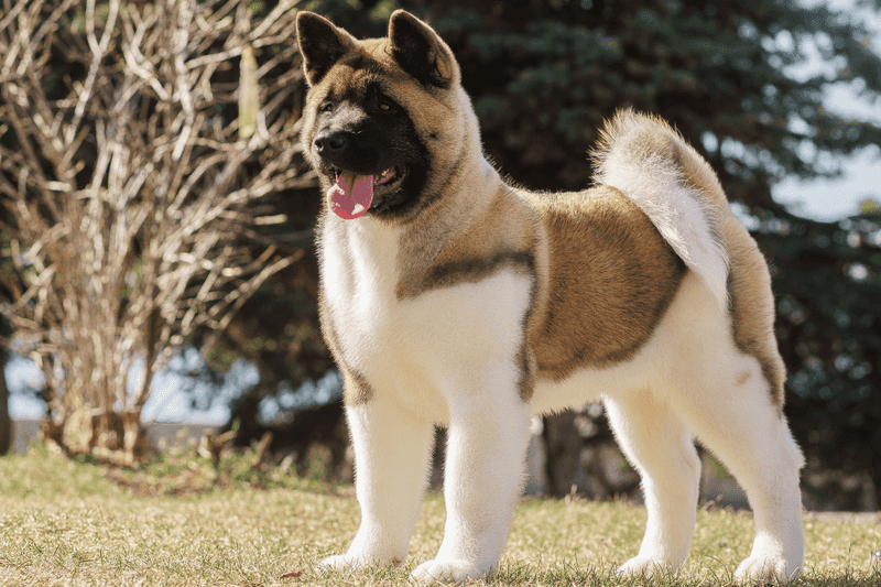 Akita Inu