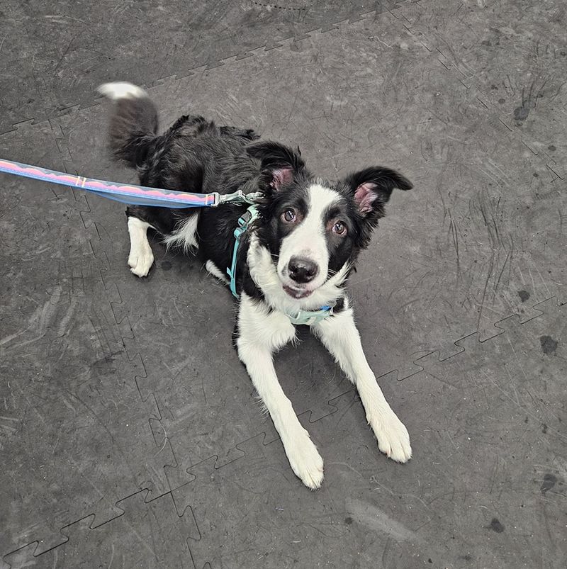 Border Collie