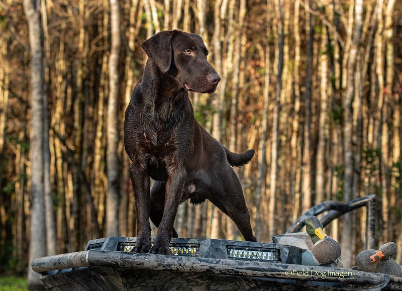 Labrador Retriever