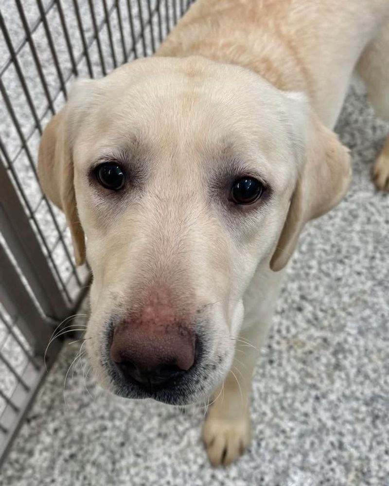Labrador Retriever