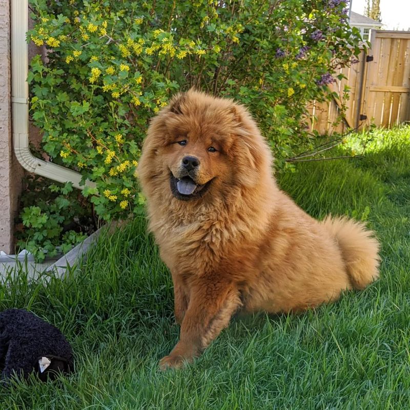 Chow Chow