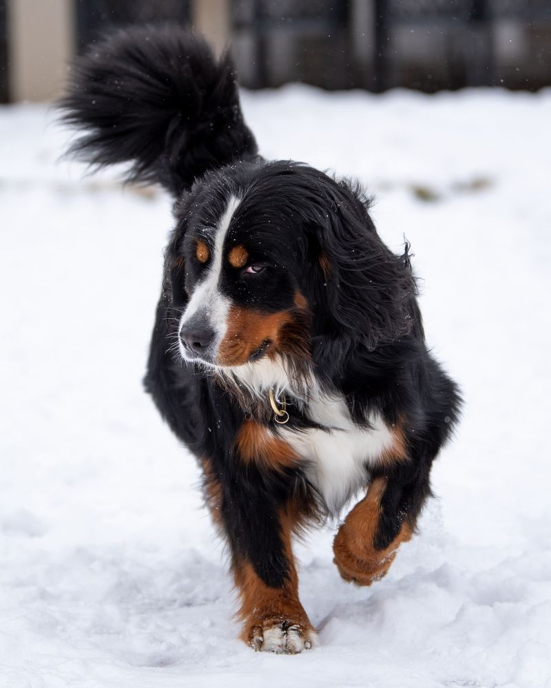 Bernese Mountain Dog