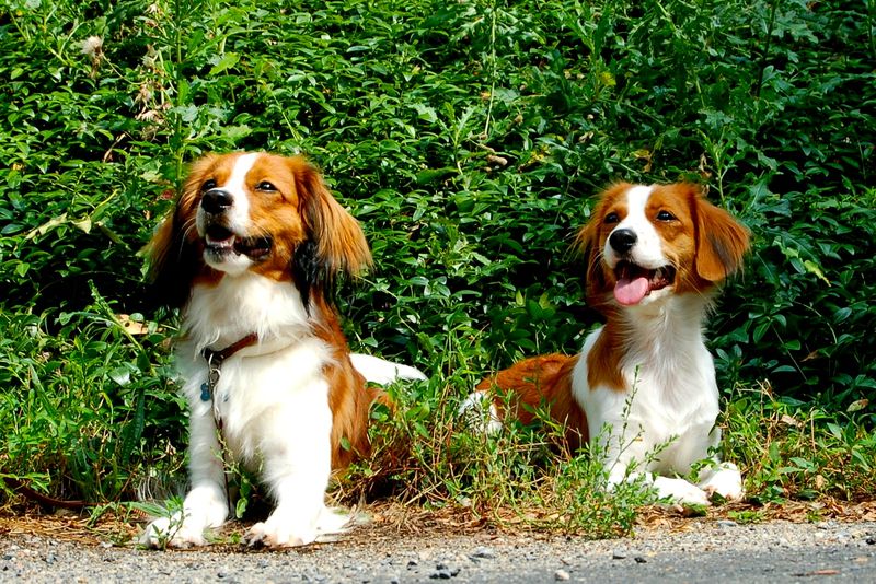 Kooikerhondje