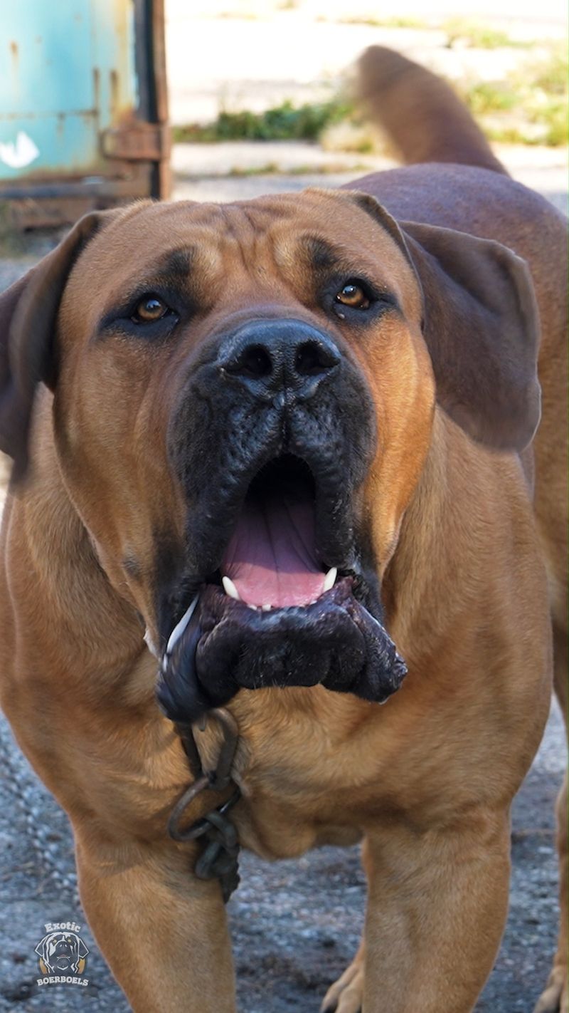 Boerboel