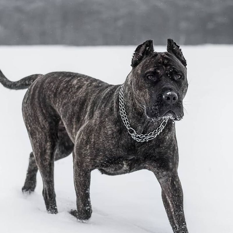 Perro de Presa Canario
