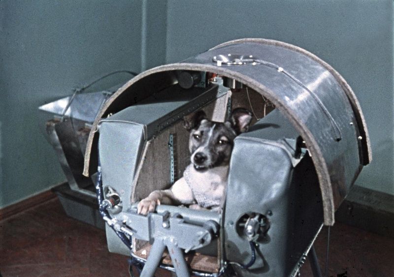 Laika