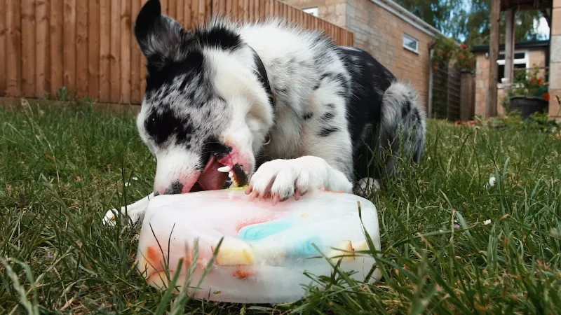 Homemade Dog Ice Lick