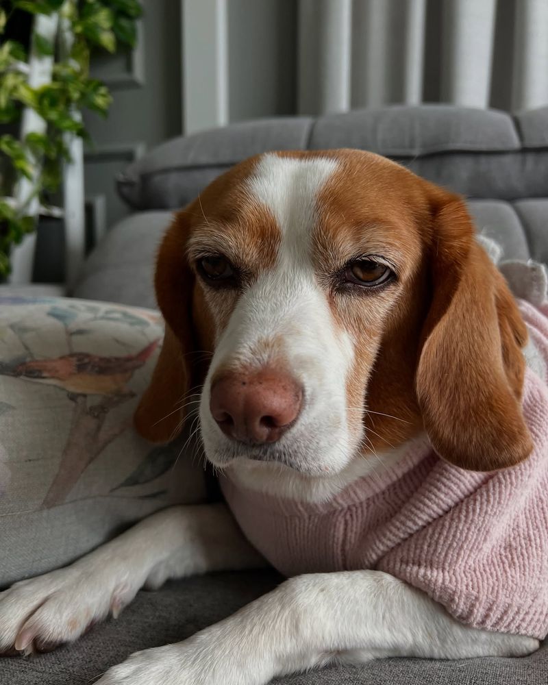 Beagle