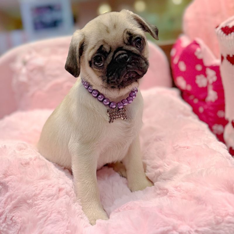 Pug