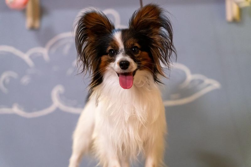Papillon