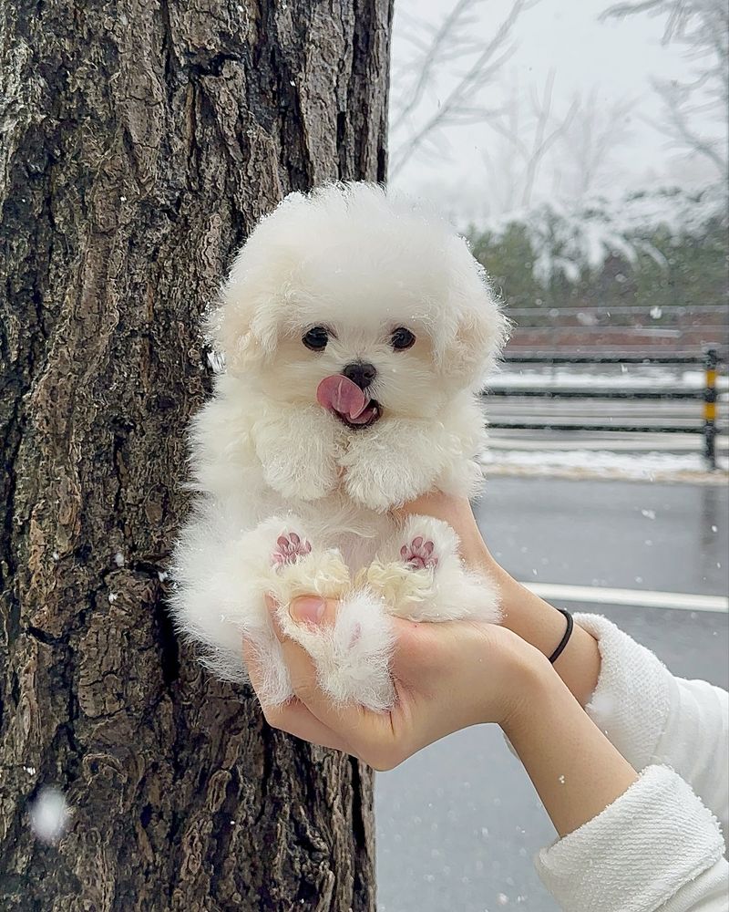 Bichon Frise