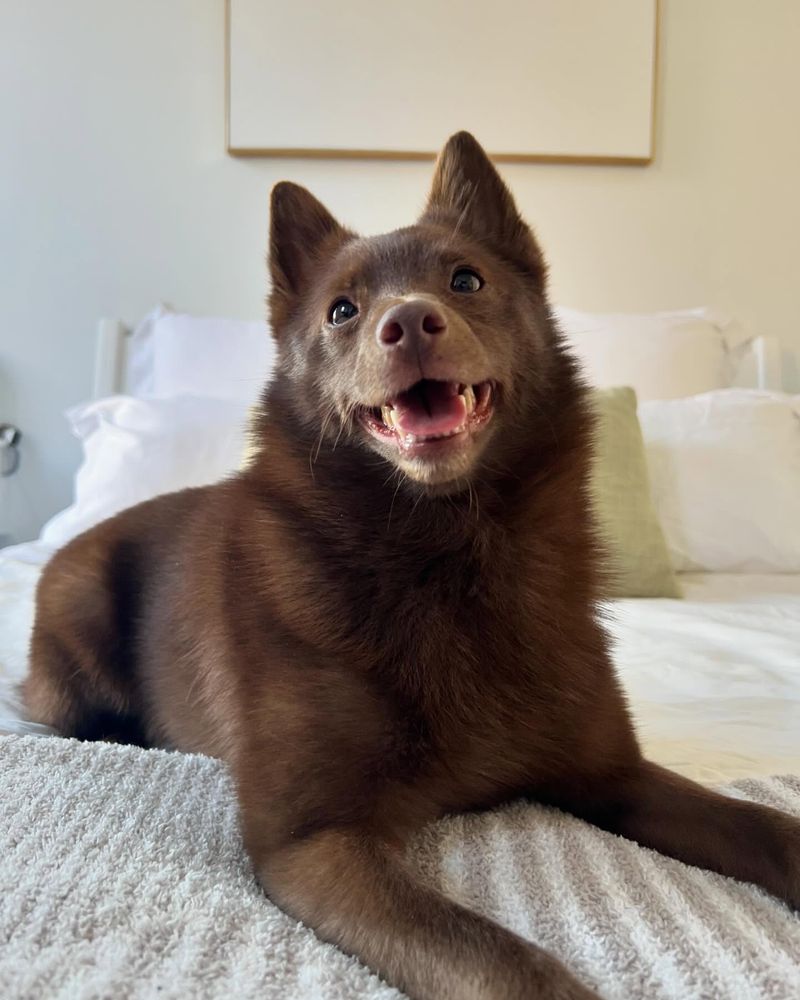 Schipperke