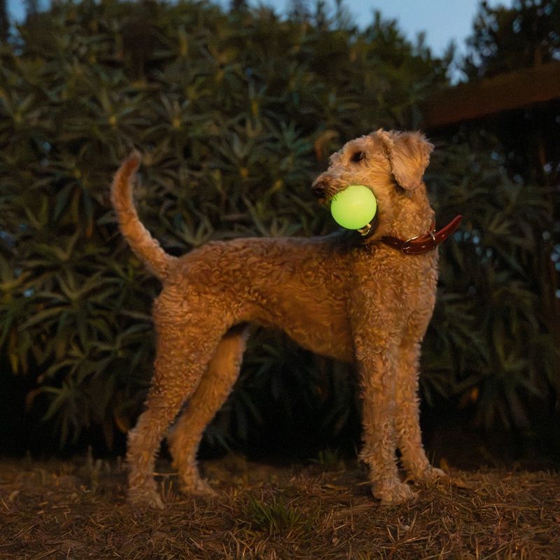Glow-in-the-Dark Toys