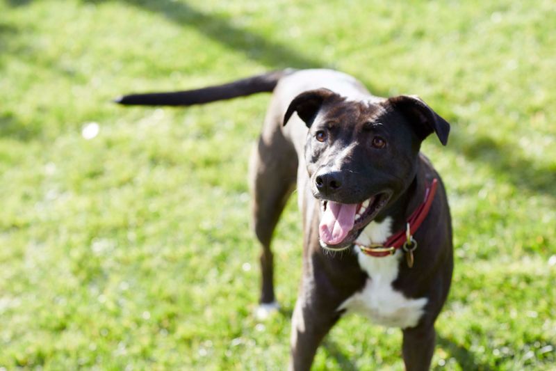Limited Breed-Specific Support