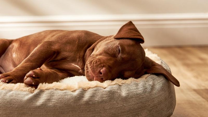 Nap Time