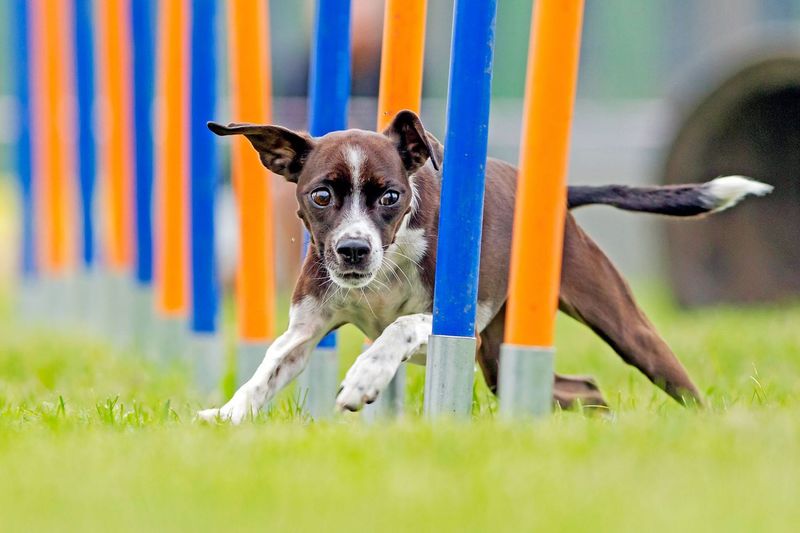 Agility Courses