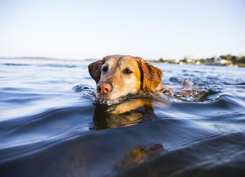 Swimming Adventures
