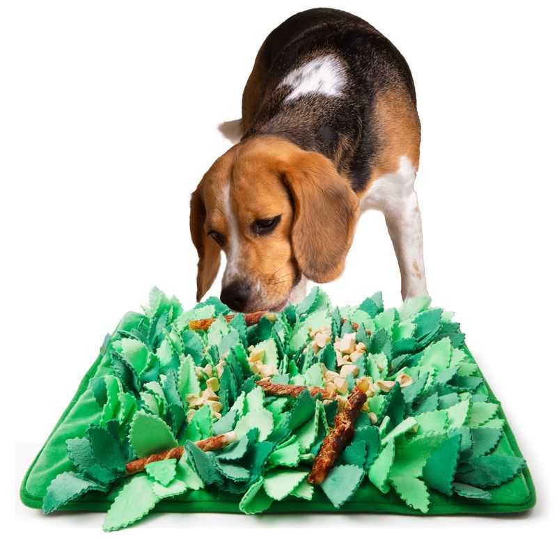 Providing Enrichment