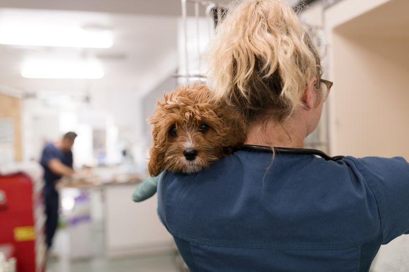 Veterinary Visits