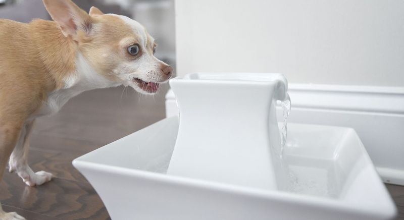 Dog Water Fountain