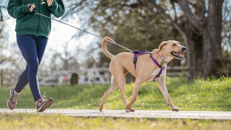 Going for Walks