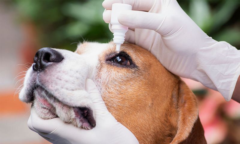 Preventing Cherry Eye