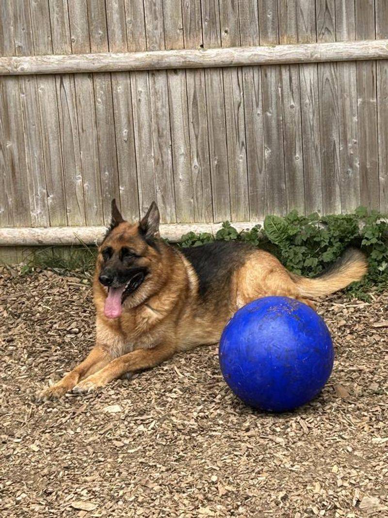 Jolly Pets Romp-n-Roll Ball