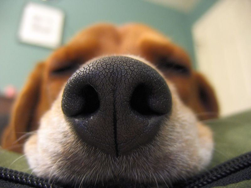 Smell for Unusual Odors