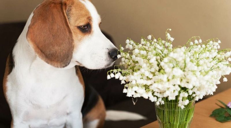 Lily of the Valley