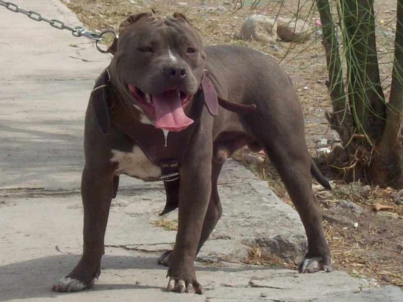 Blue Paul Terrier