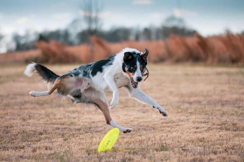 Playful Energy