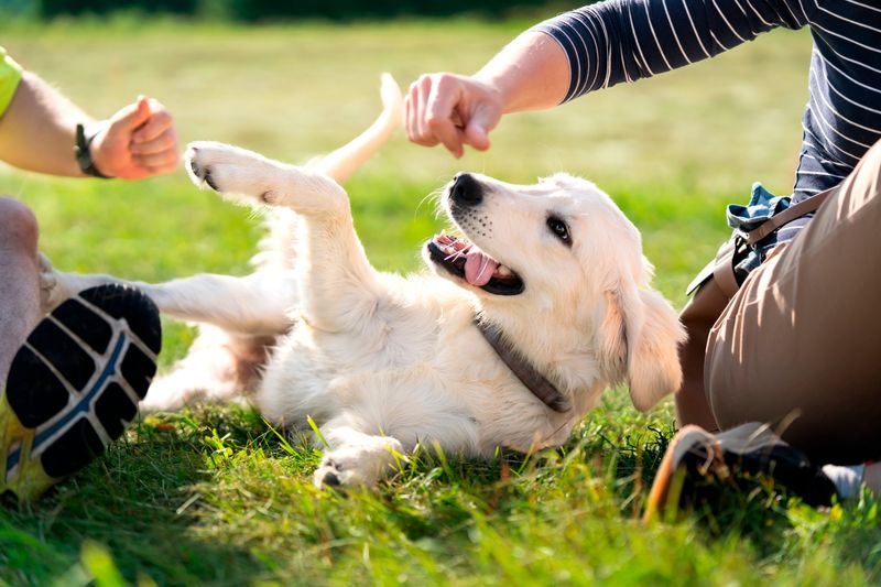 Playful Companions