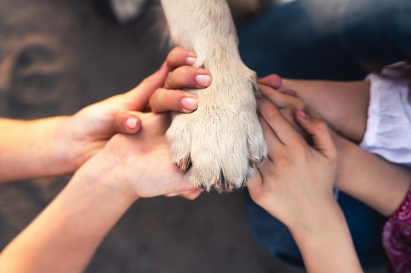 Support from Veterinarians