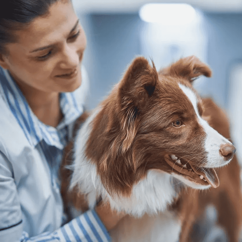 Consult With a Veterinarian