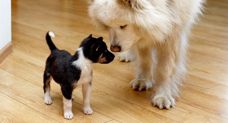 Early Socialization