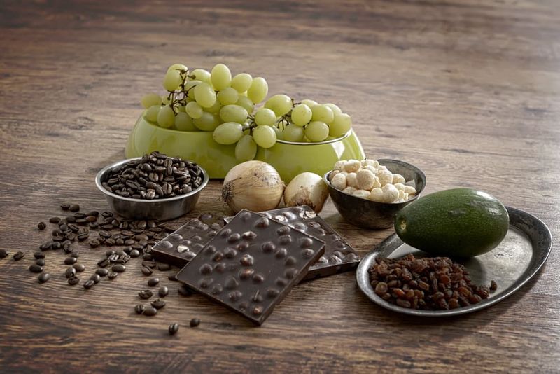 Avoid Harmful Human Foods