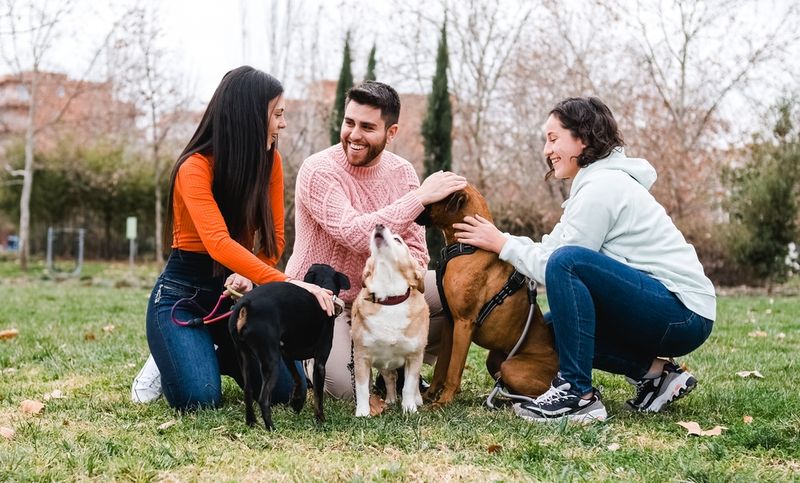 Meeting Multiple Dogs