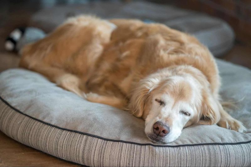 Supporting Aging Dogs