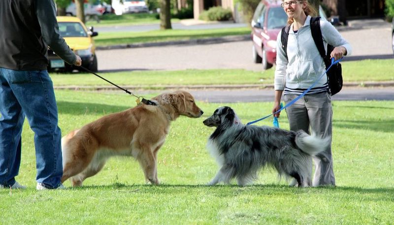 Socialization with Other Dogs